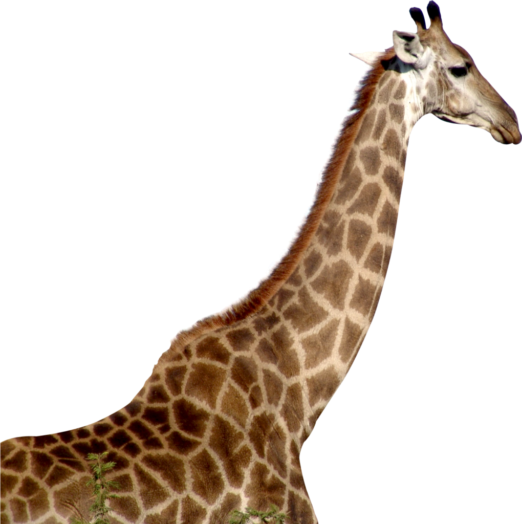 Detailed Giraffe Portrait Wallpaper - Long Neck & Patterned Coat