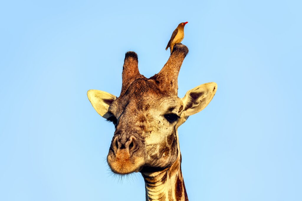Stunning Giraffe Close-Up Wallpaper with Bird Against Blue Sky