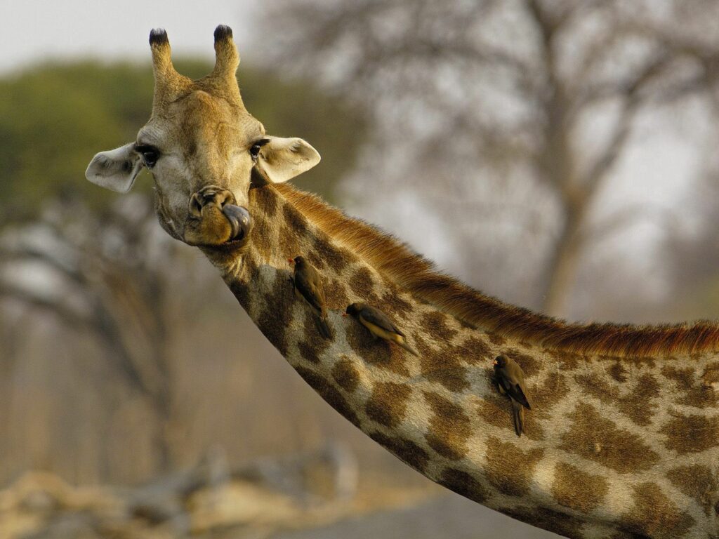 Giraffe Close-Up with Birds: Wildlife Wallpaper in Natural Setting