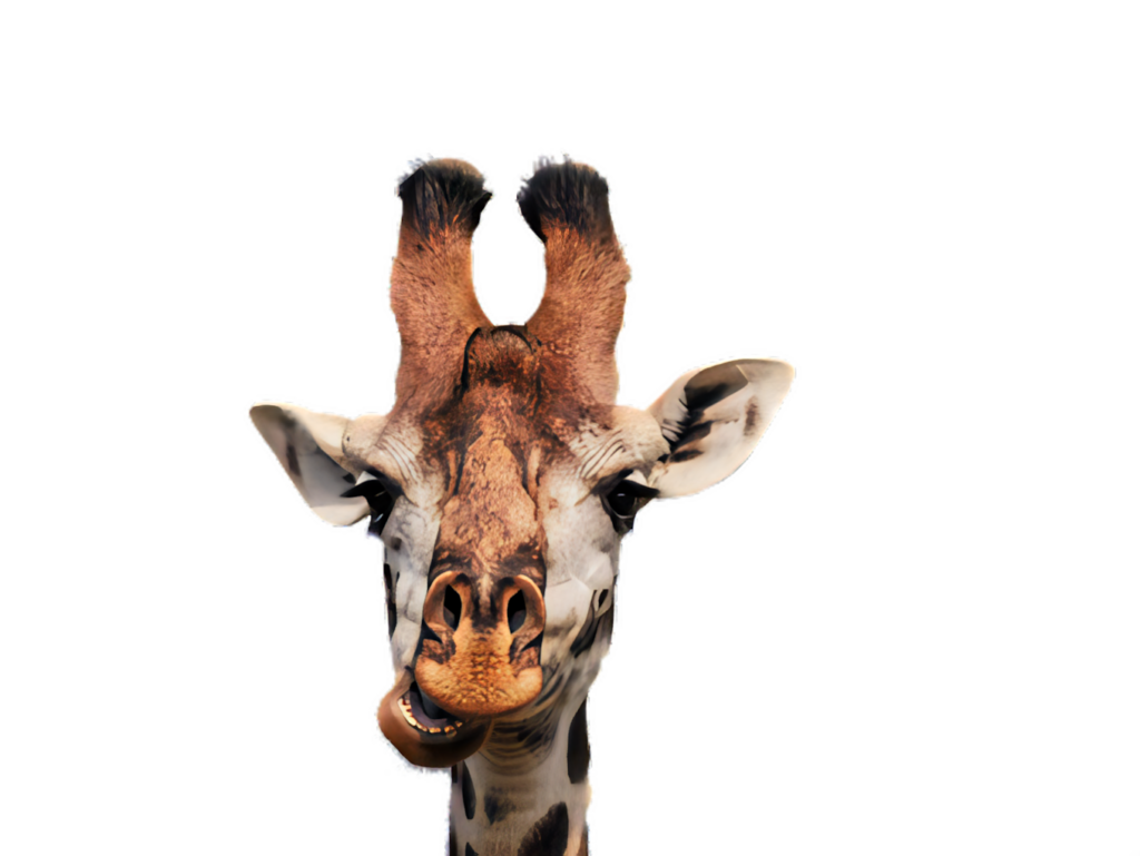 Stark Black Giraffe Portrait Wallpaper: Unique Features & Eyes