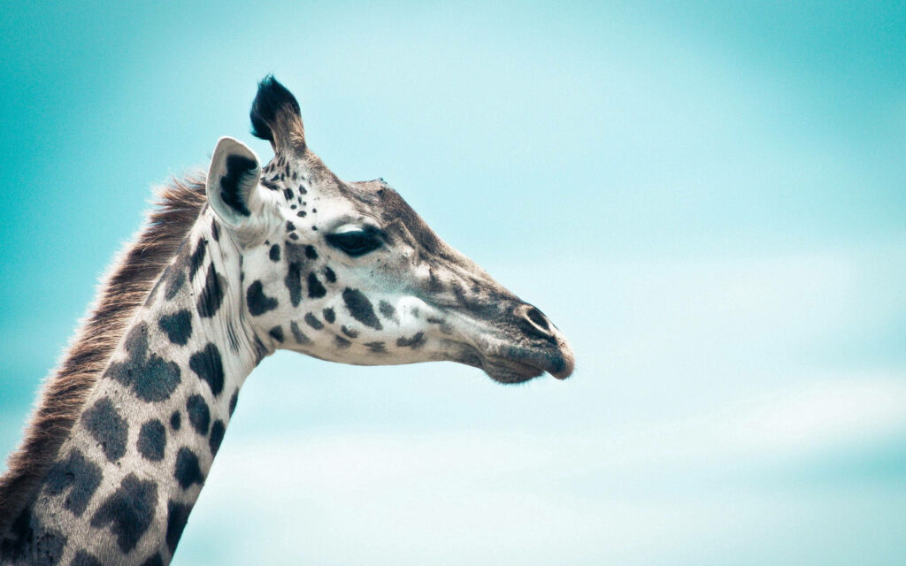 Stunning Giraffe Side View Wallpaper with Soft Blue Sky Background