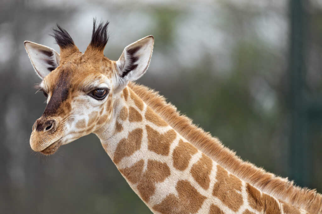 Stunning Giraffe Wallpaper: Close-Up with Unique Patterns & Grace