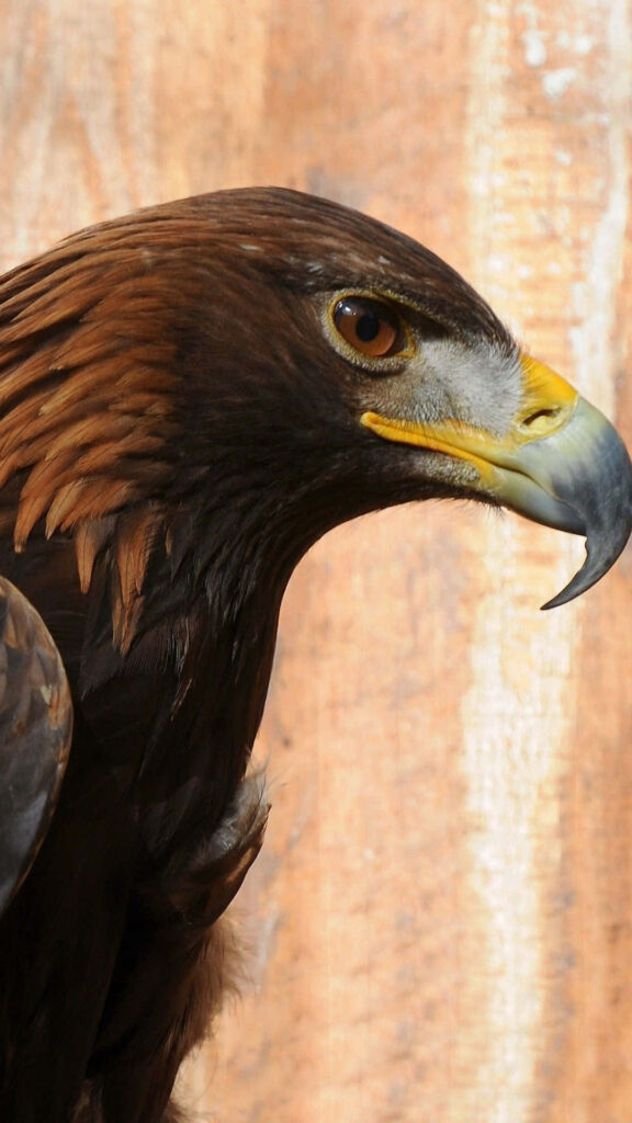 Close-Up Wallpaper of a Golden Eagle: Sharp Features & Intense Gaze