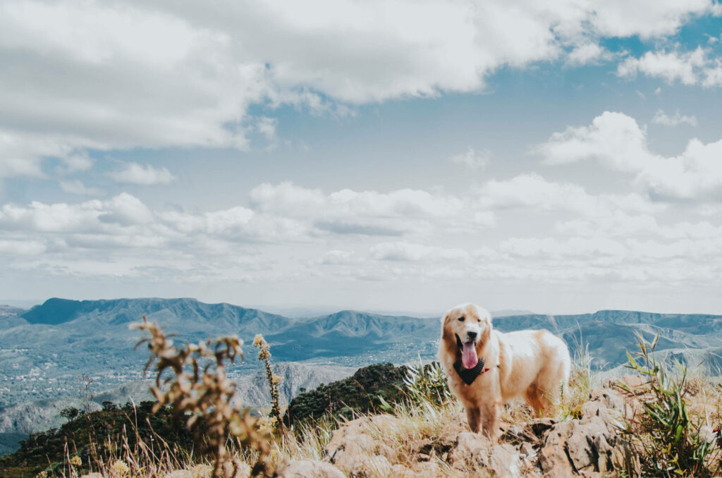 Stunning Golden Retriever Wallpaper: Mountain Views & Blue Skies