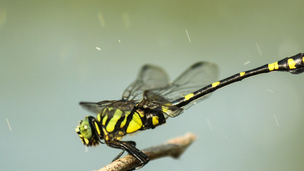 Close-Up Wallpaper: Golden-Ringed Dragonfly on Twig Background