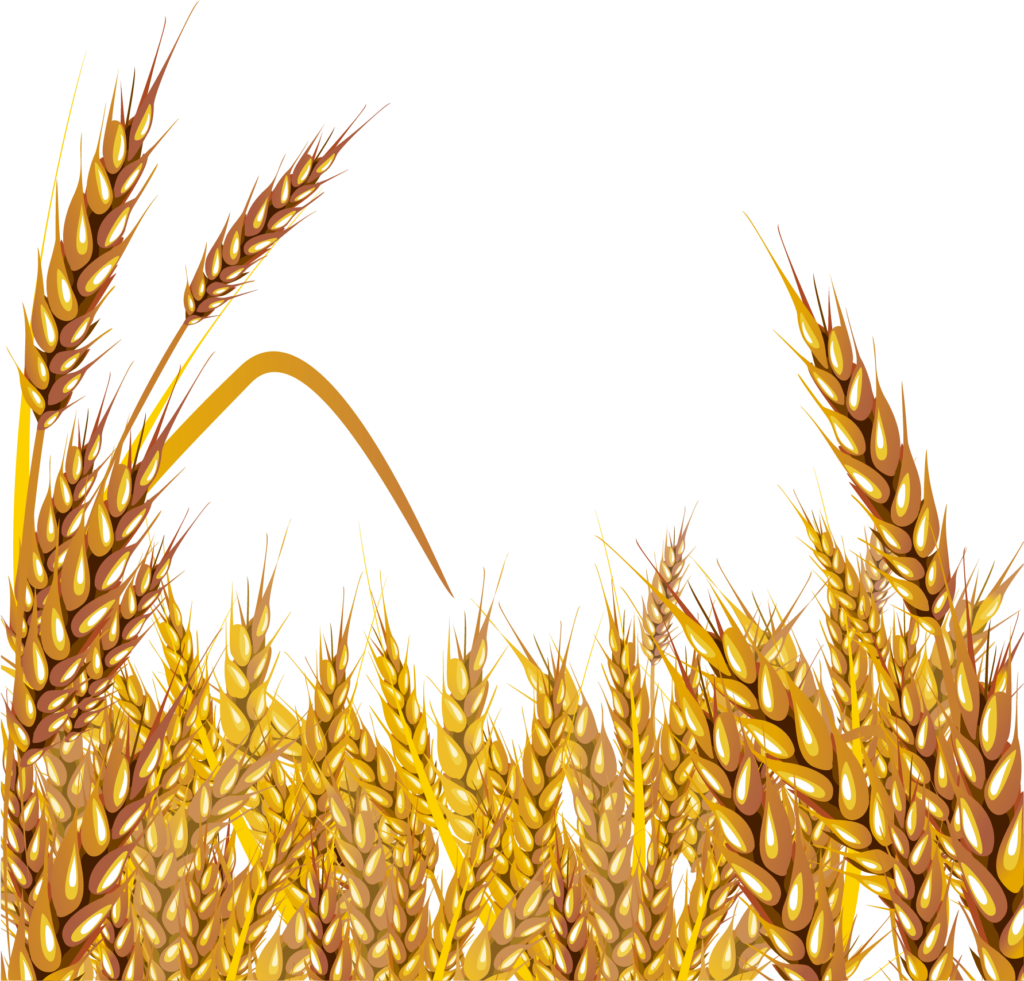 Stunning Golden Wheat Field Wallpaper: Rustic Vector Illustration