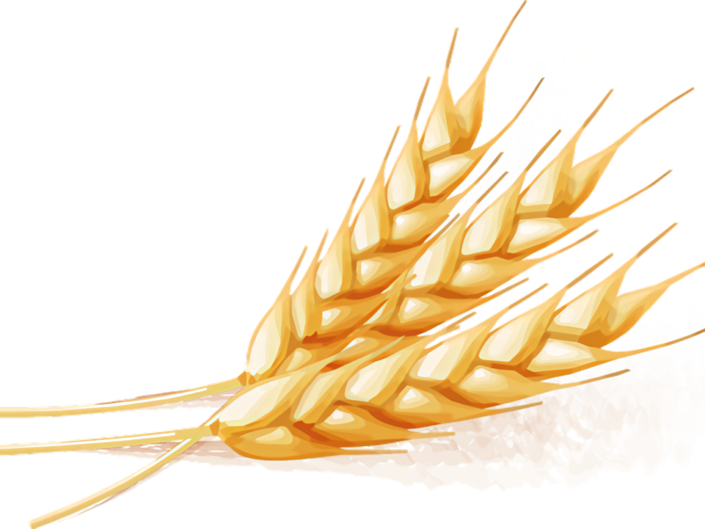 Stunning Golden Wheat Wallpaper: Realistic Vector Illustration