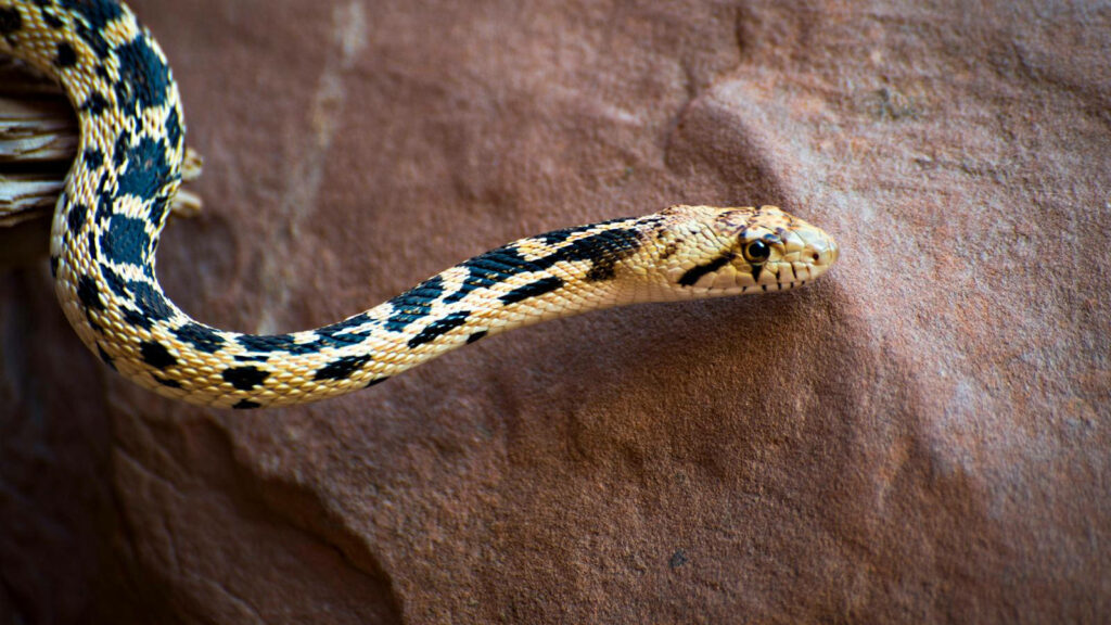 Stunning Gopher Snake Close-Up: Intricate Black Patterns Wallpaper
