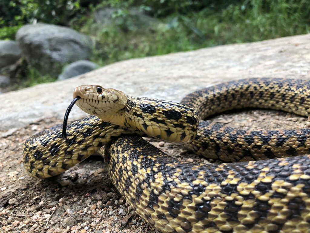 Elegant Gopher Snake on Sandy Background – Nature's Intricate Pattern Wallpaper