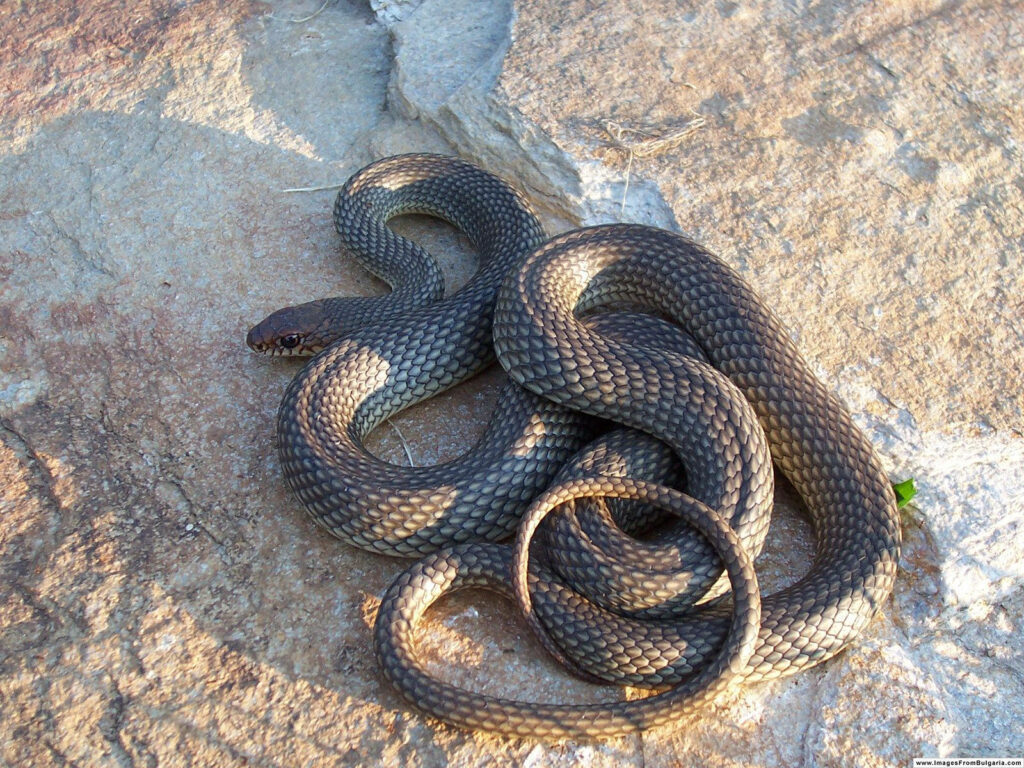 Brown Gopher Snake Wallpaper: Distinctive Scale Patterns in Nature