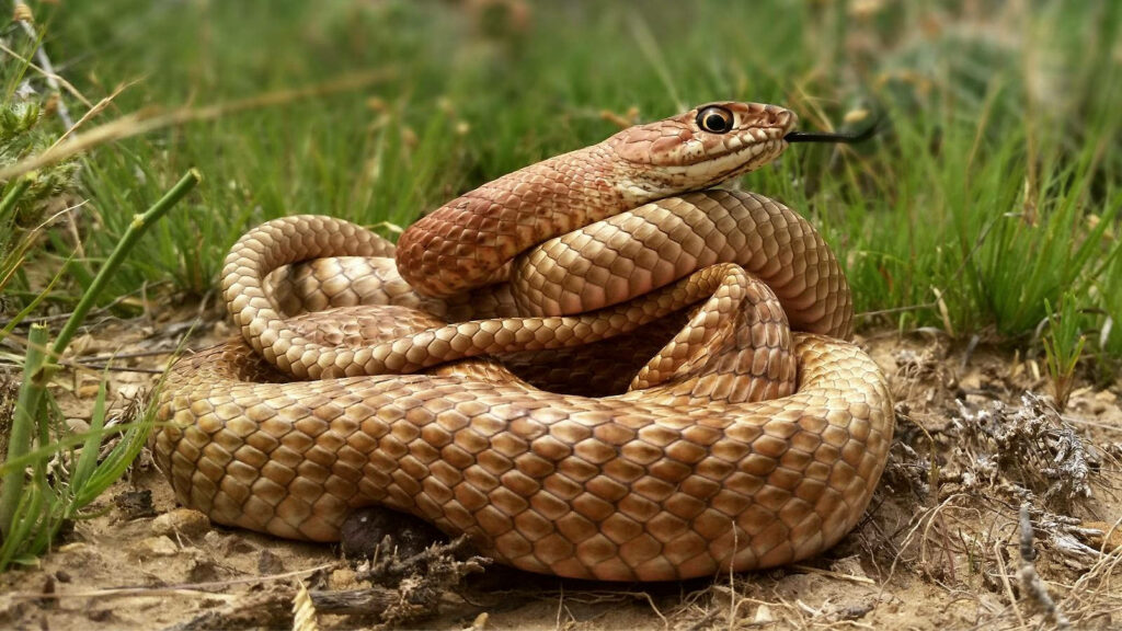 Coiled Gopher Snake Wallpaper: Earthy Tones & Natural Camouflage