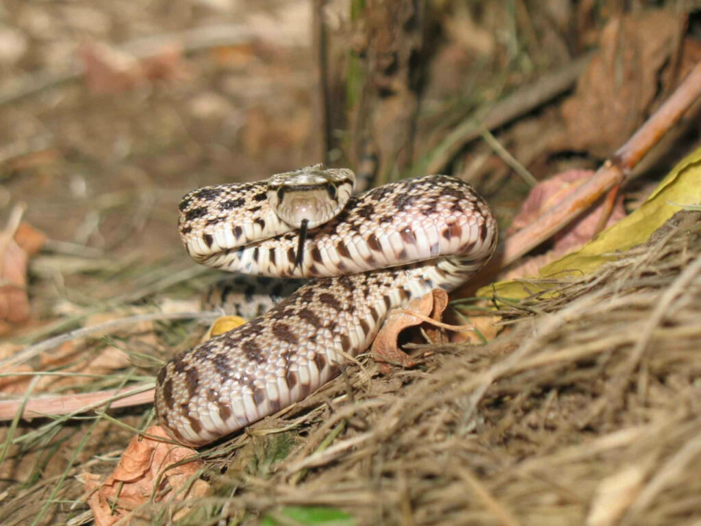 Stunning Gopher Snake Rearing in Lush Forest: Wildlife Patterns Wallpaper