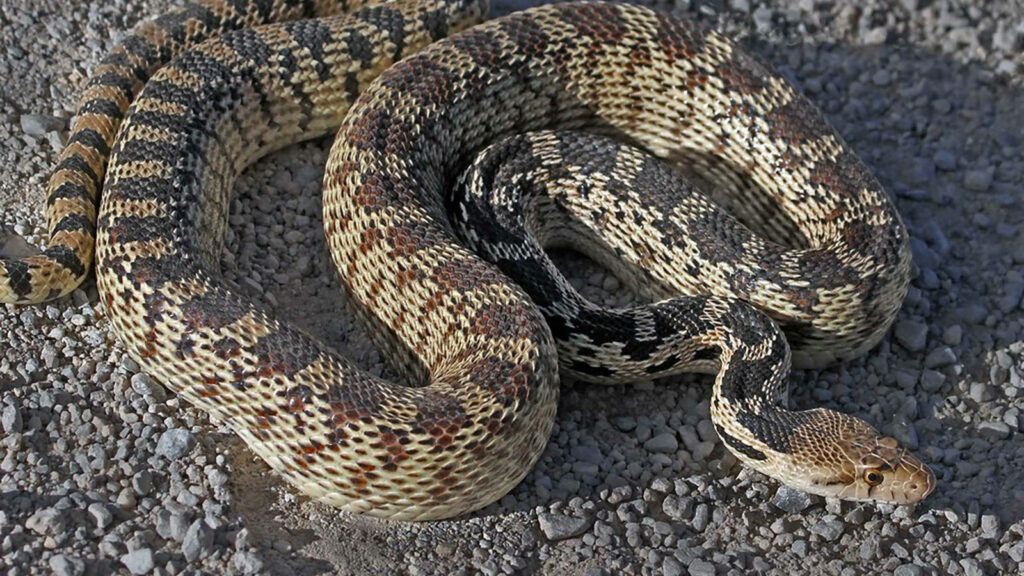 Stunning Gopher Snake Wallpaper: Realistic Pattern & Detail