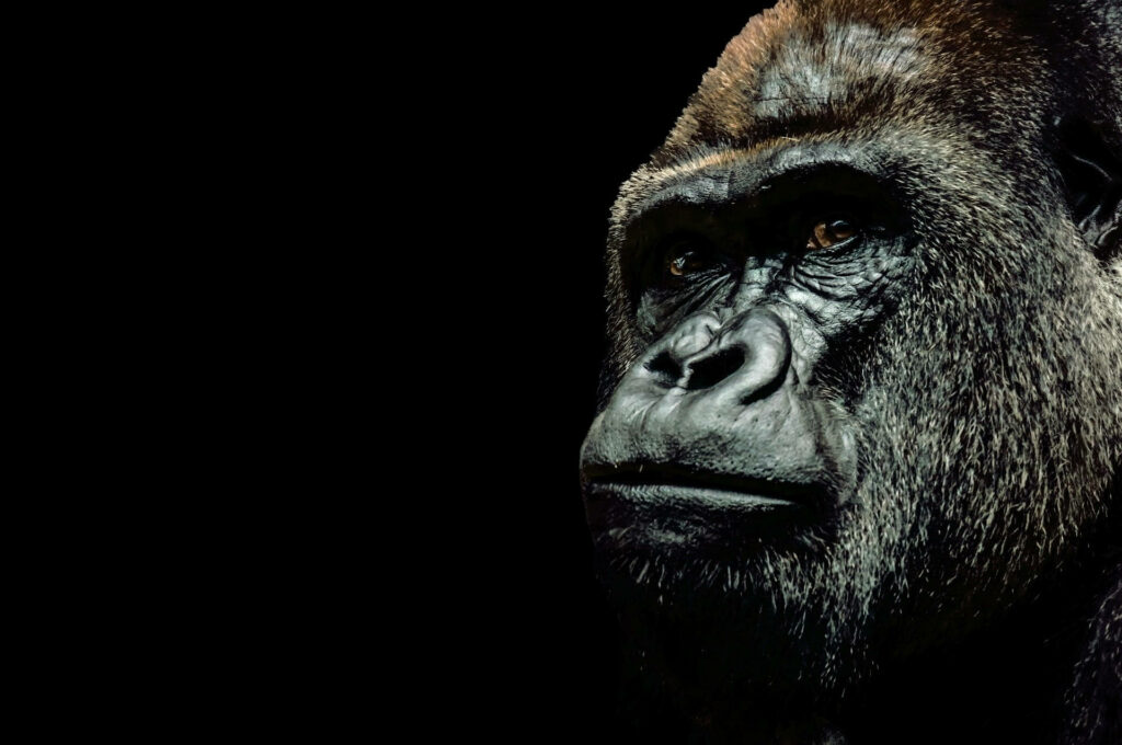 Striking Gorilla Portrait Wallpaper - Bold Black Background Design