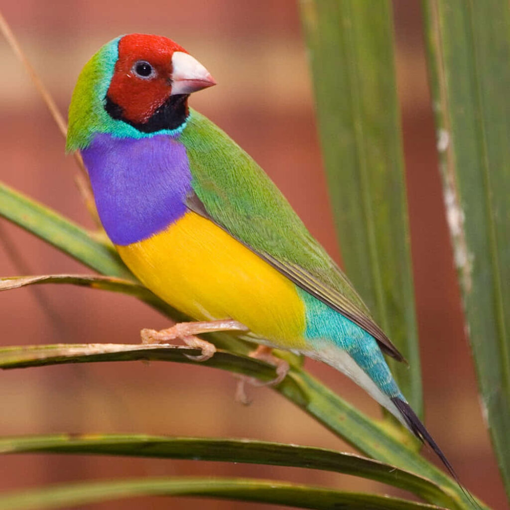 Stunning Gouldian Finch Wallpaper: Colorful Birds in Nature