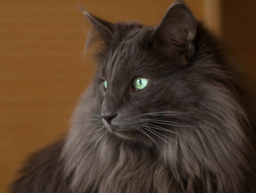 Elegant Gray Cat Wallpaper: Stunning Green Eyes & Luxurious Fur