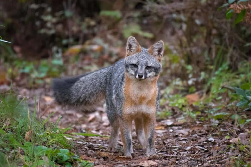 Stunning Gray Fox Wallpaper in Vibrant Forest Background