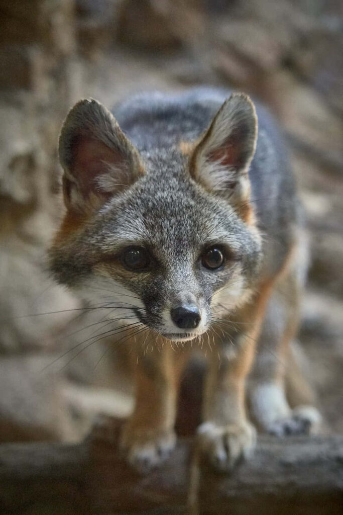 Intense Gray Fox Wallpaper: Stunning Gaze & Textured Fur Design