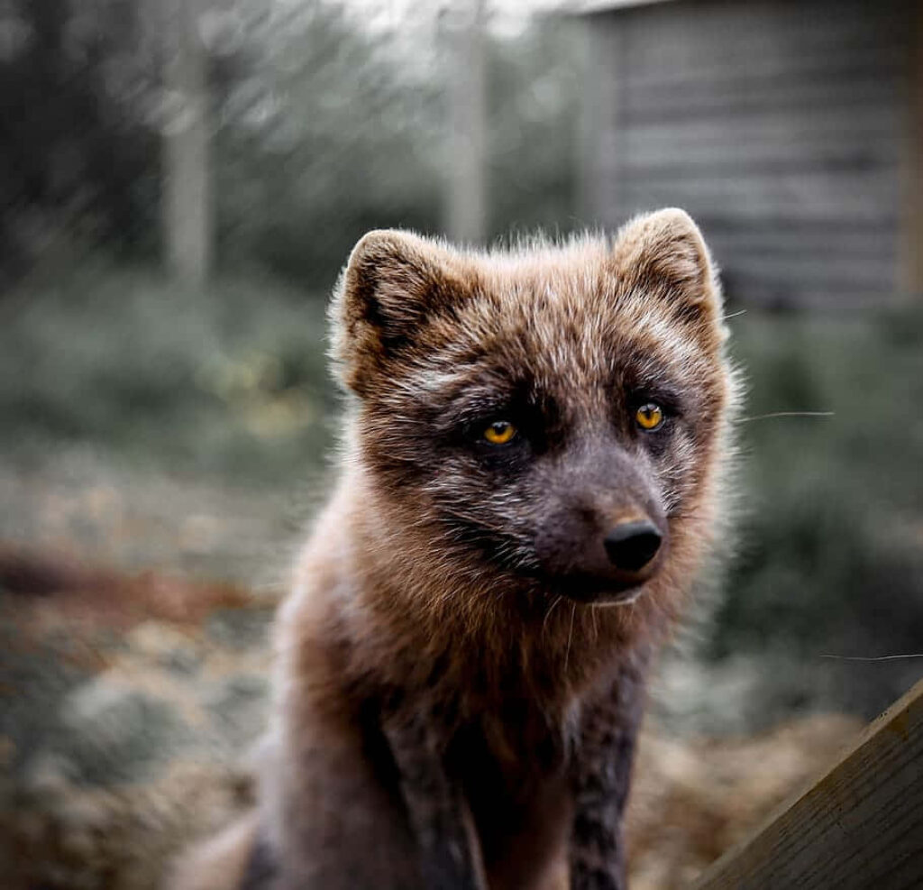 Striking Gray Fox Wallpaper with Sharp Yellow Eyes and Blurred Background