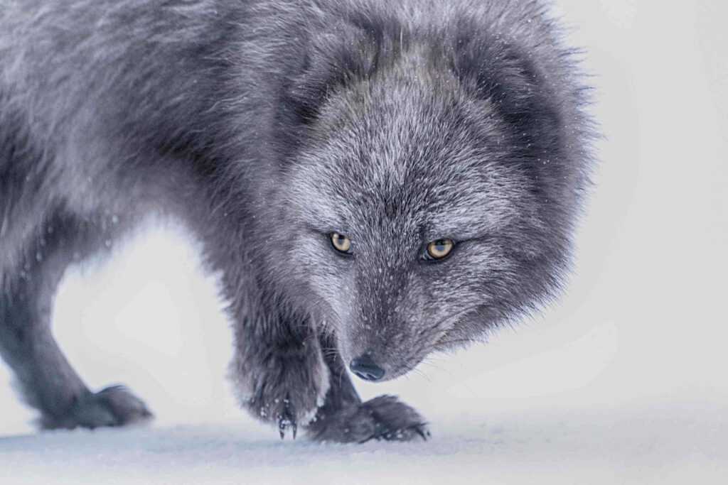 Stunning Gray Fox Wallpaper: Intense Gaze in Snowy Background
