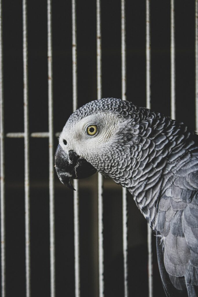 Stunning Gray Parrot Wallpaper: Jaco Against Soft Dark Background