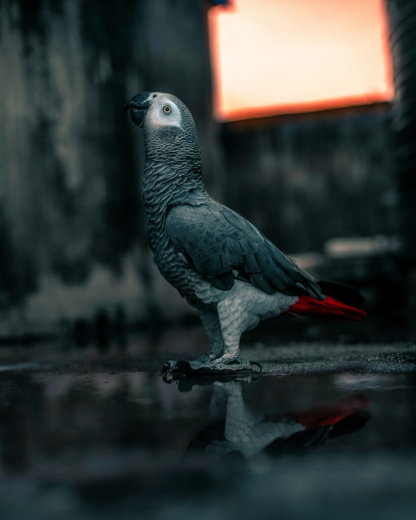 Stunning Gray Parrot Wallpaper with Neon Feathers & Warm Background