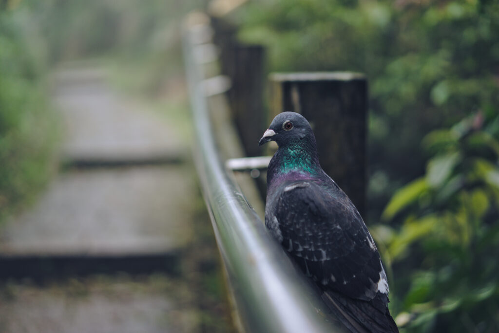 High-Res Gray Pigeon Wallpaper: Serene Nature Background