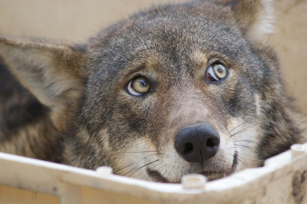 Gray Wolf's Striking Eyes: Captivating Wallpaper with Natural Beauty