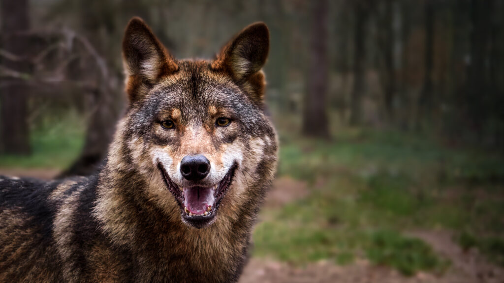 Gray Wolf Wallpaper: Majestic Predator in a Lush Forest Background
