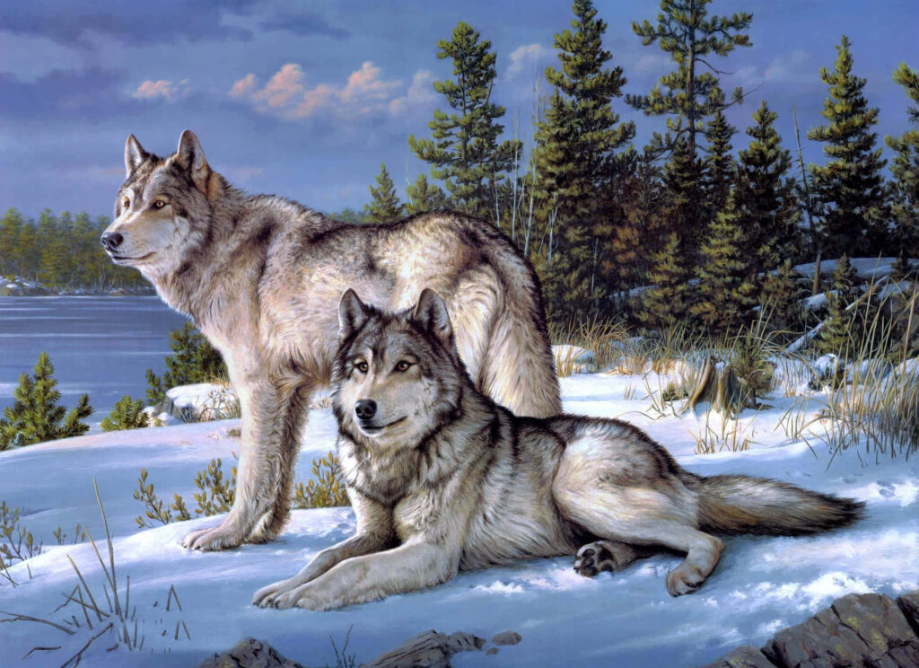 Majestic Gray Wolves Wallpaper in Serene Snowy Forest Background
