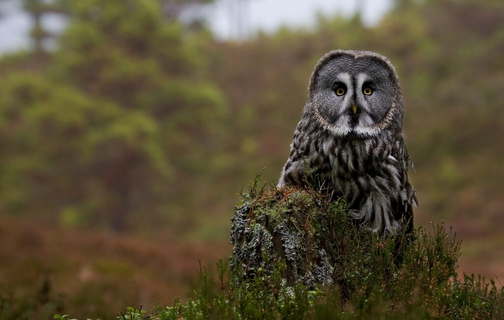 Majestic Great Gray Owl Wallpaper in Serene Forest Setting