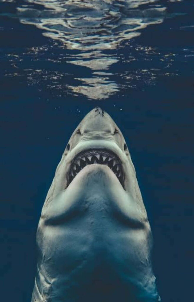 Breathtaking Great White Shark Wallpaper: Underwater Beauty