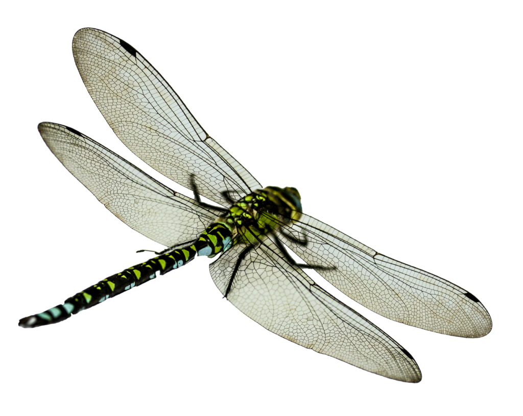 Elegant Green Dragonfly Wallpaper on Transparent Background
