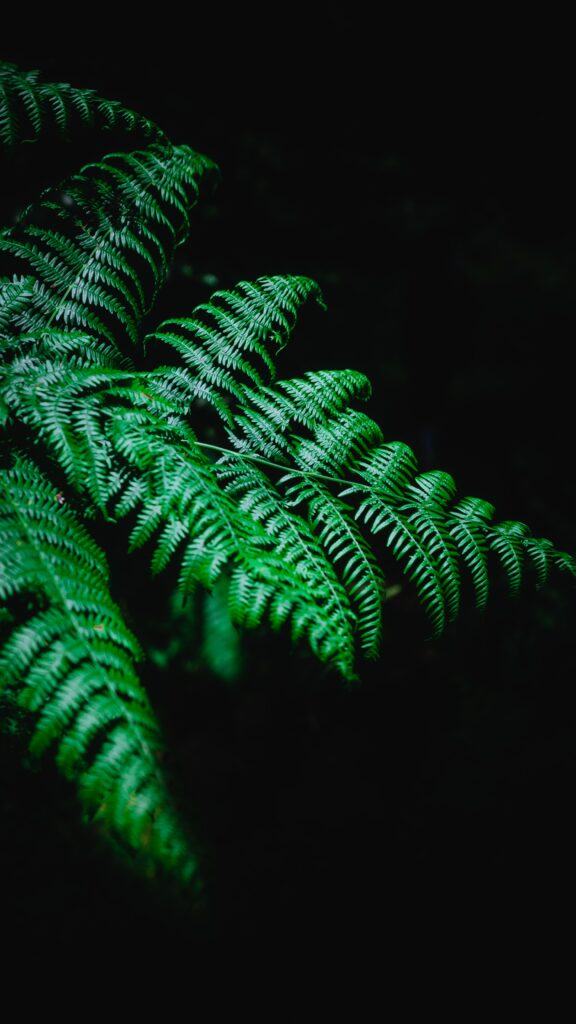 Stunning Green Fern Wallpaper: Detailed Texture on Dark Background