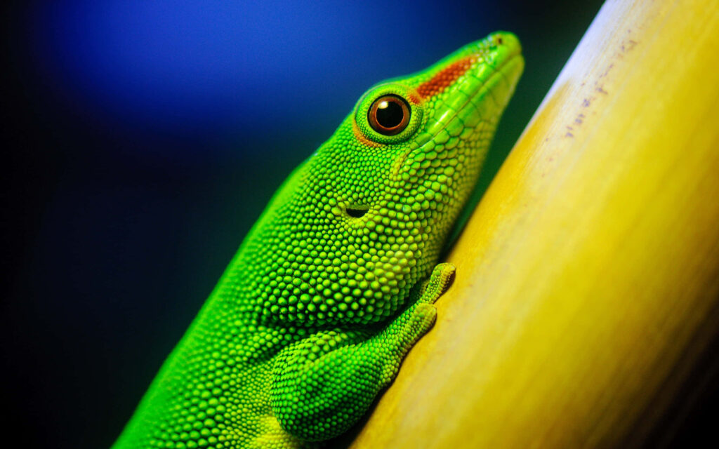 Vibrant Green Gecko Clinging to Bamboo - Stunning Close-Up Wallpaper