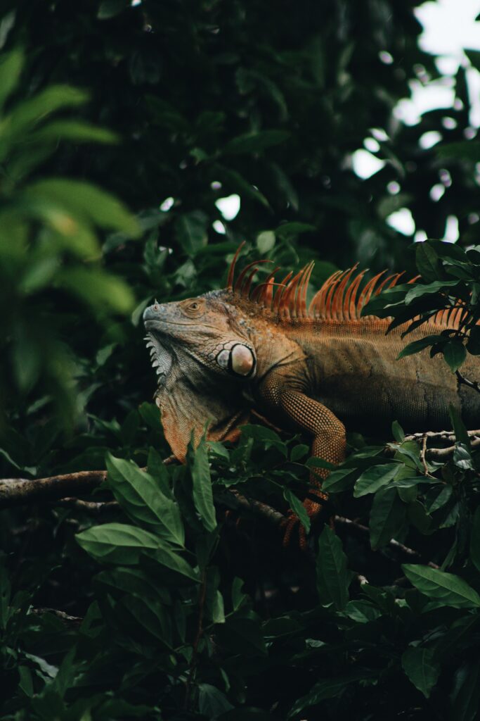 Vivid Green Iguana Wallpaper: Lush Jungle Background & Intricate Scales