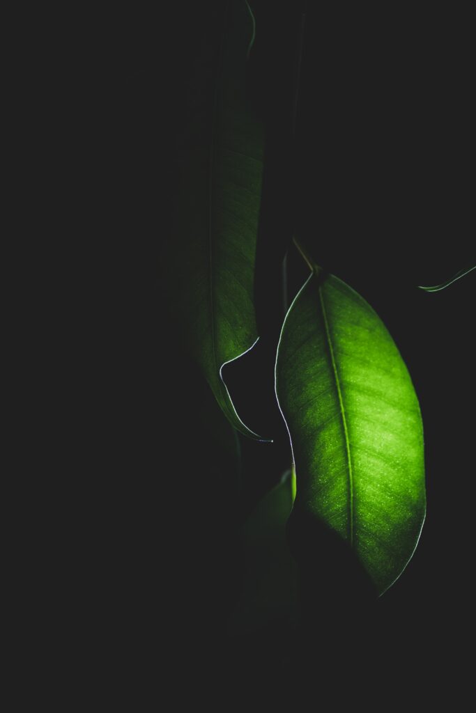 Macro Green Leaf Close-Up: Textured Beauty on Dark Wallpaper Background