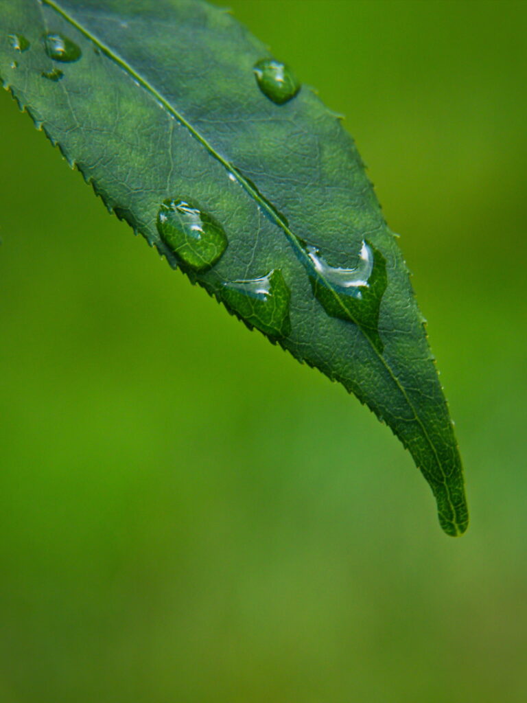 Stunning Macro of Green Leaf with Water Droplets – Nature Wallpaper