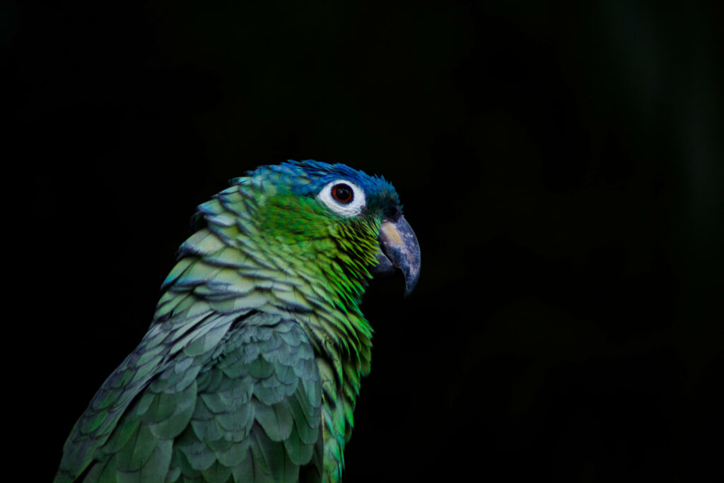 Vibrant Green Parrot Wallpaper: Stunning Contrast on Black Background