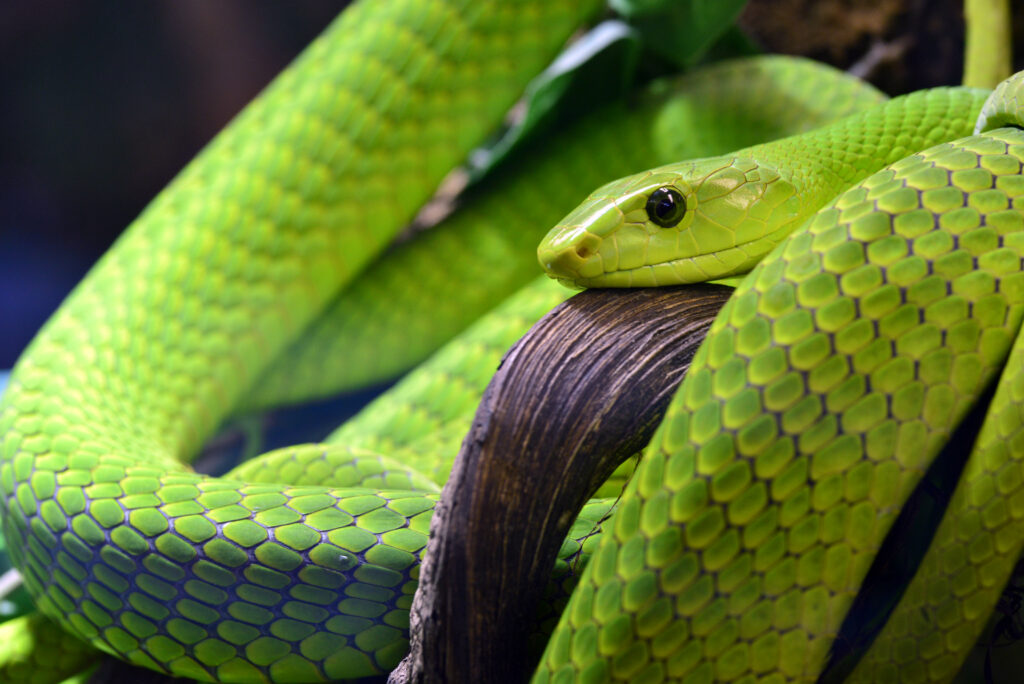 Striking Green Snake Wallpaper: Intricate Scales & Intense Eyes
