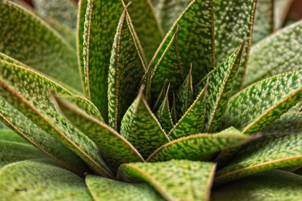 Macro Close-Up of Green Succulent Leaves - Wallpaper Background