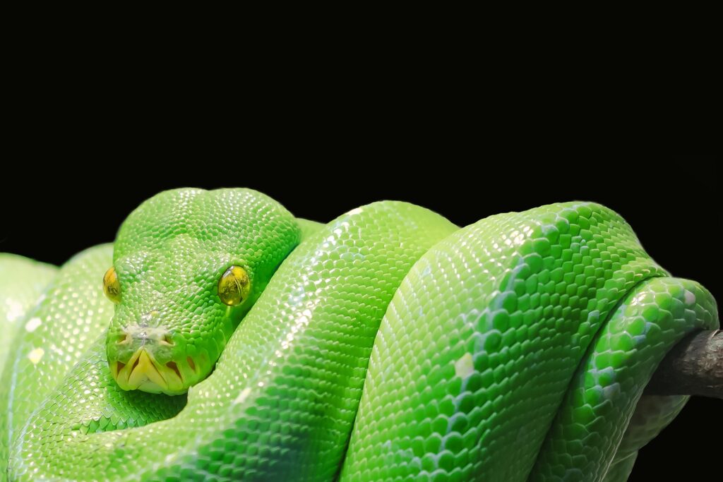 Stunning Green Tree Python Wallpaper on Black Background