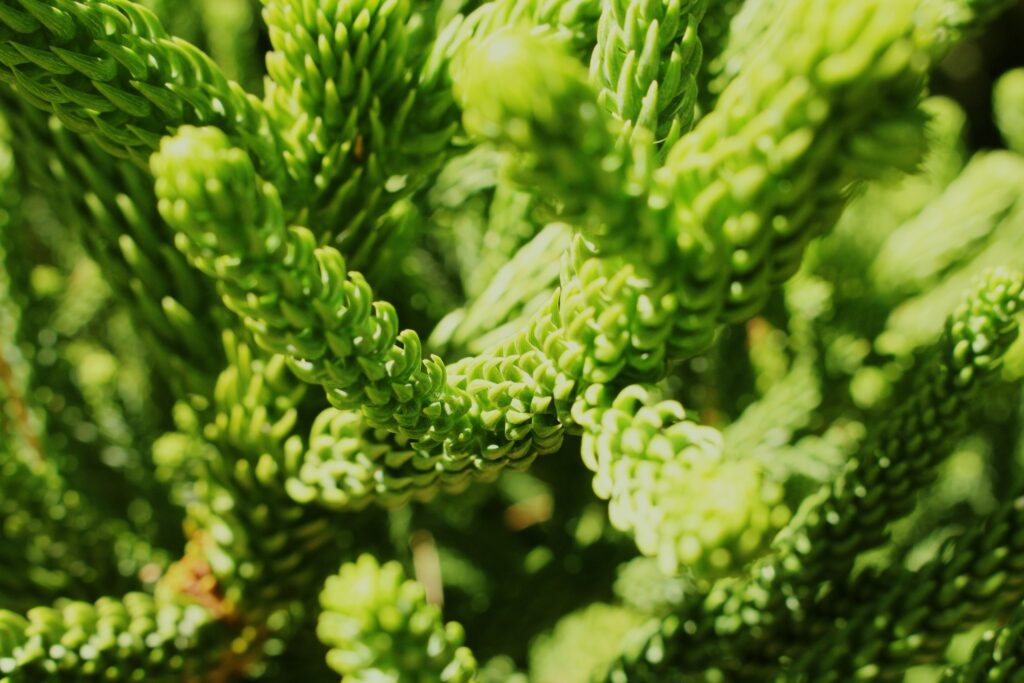 Intricate Green Wheat Close-Up: Textured Wallpaper Background