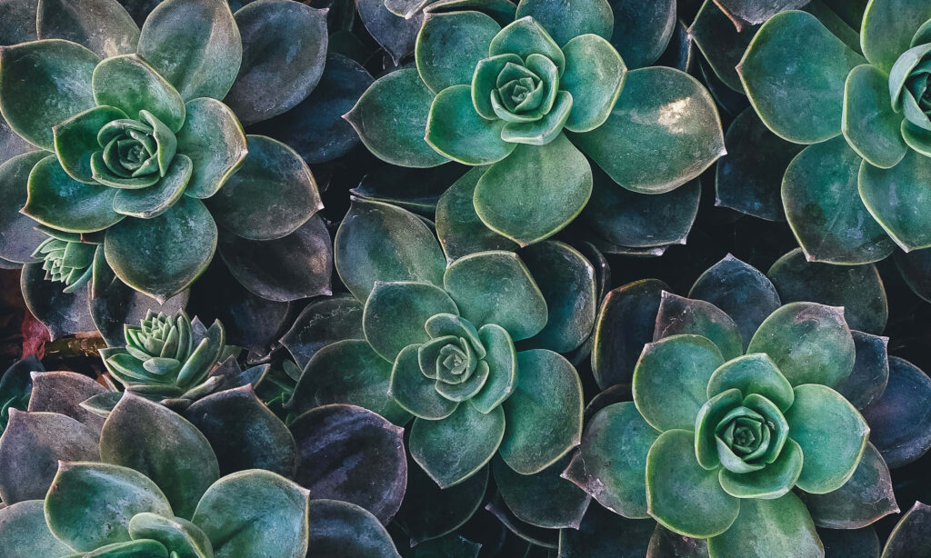 Photorealistic succulent wallpaper detailed close-up rosette leaves deep green botanical background