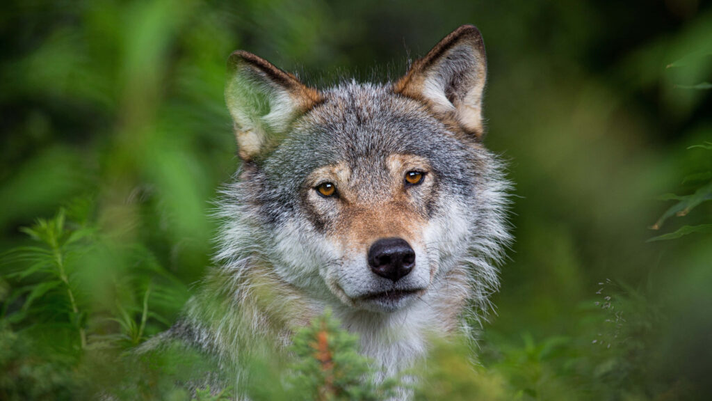 Grey Wolf Portrait in Lush Green Foliage - Nature Background Wallpaper
