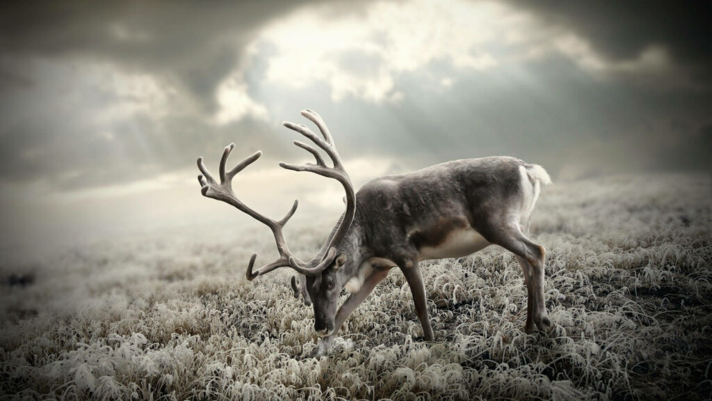 Greyscale Reindeer Wallpaper: Frosty Field Under Soft Sunlight