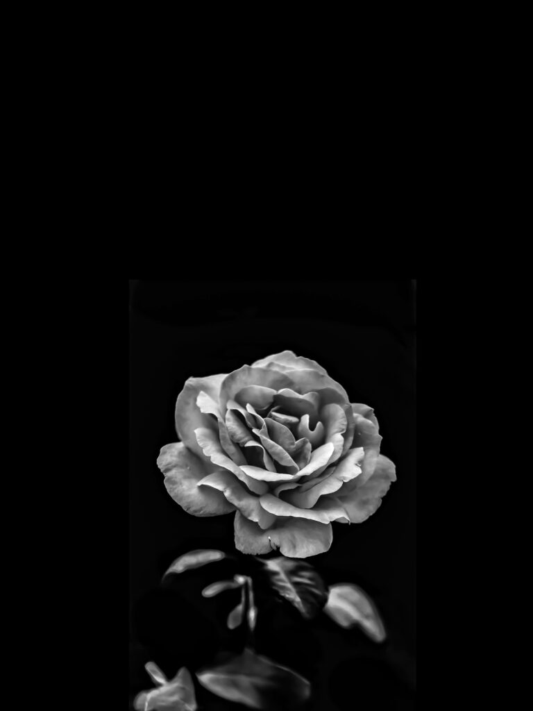 Elegant Greyscale Rose Wallpaper - Delicate Bloom on Dark Background