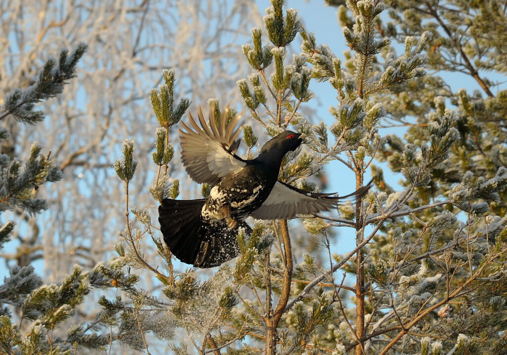 Elegant Grouse in Flight: Captivating Winter Wallpaper Background