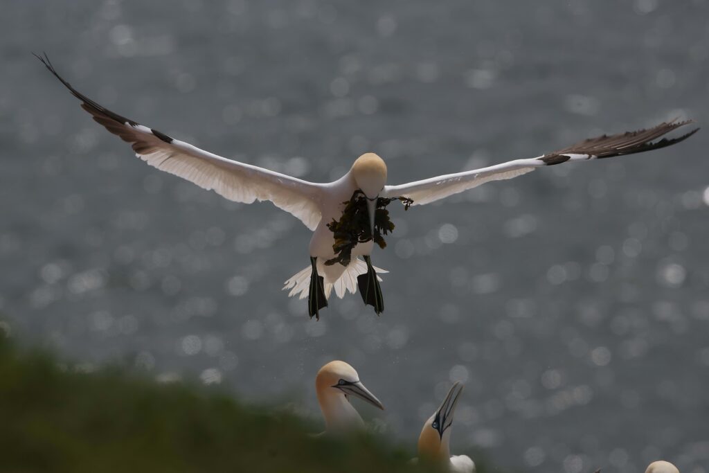 Serene Wallpaper: Gull in Flight with Algae Near Nest