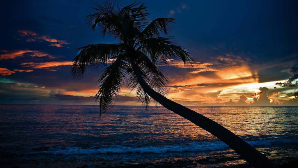 Serene Sunset Beach HD Wallpaper with Palm Tree Silhouette